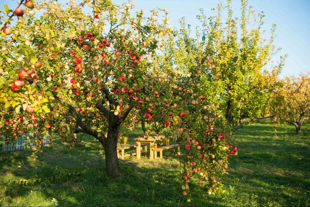 Apple trees with ripe fruit and a picnic table in a sunny orchard.